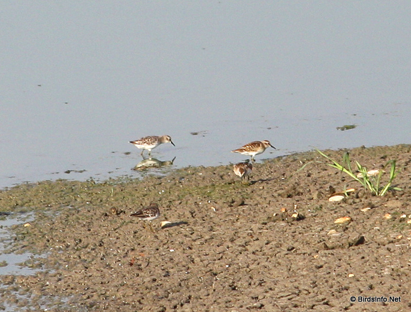 Buff-breasted Sandpiper